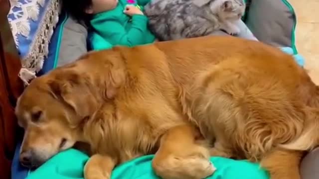 Funny Cats and Dog videos #shorts #funny #funnydogs