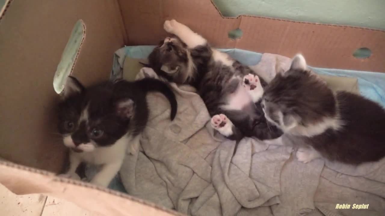 Kittens so happy live in box inside building