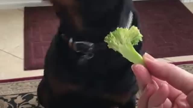 Rottweiler Says No To Vegetables And Yes To Chinese