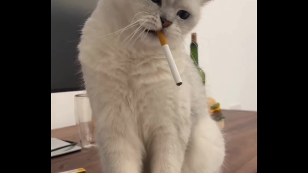 funny cat When smoker 😺😺😺 enjoy new video