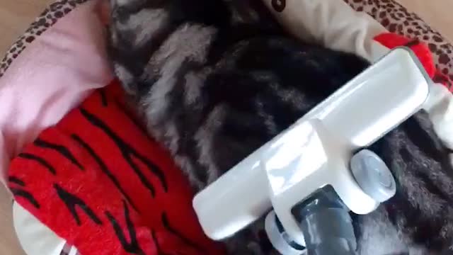 The vacuum cleaner sucked the cat