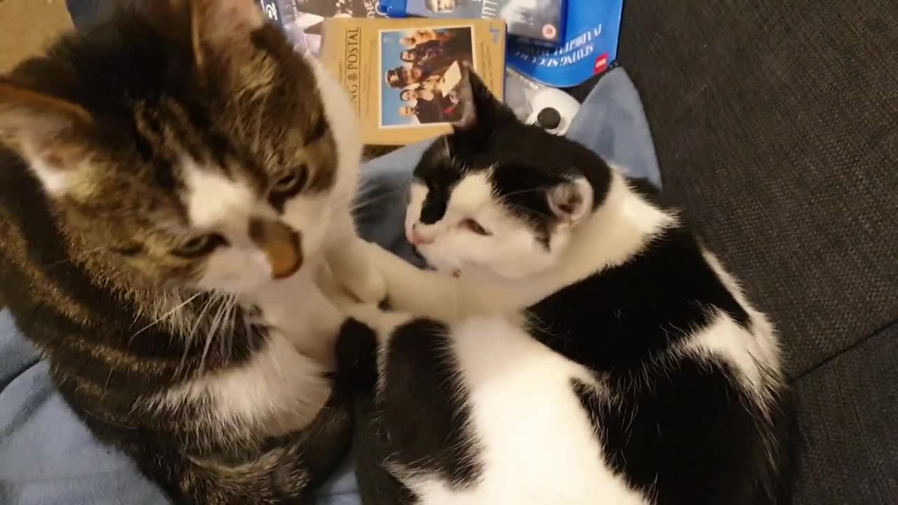 cats with cuteness