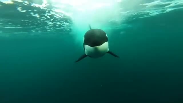 amazing Orca following boat underwater