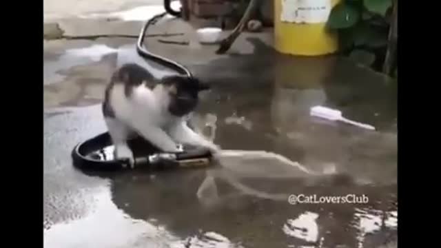 funny cat videos to see