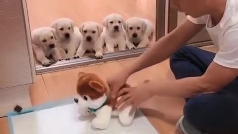 Dog , trained 🐶
