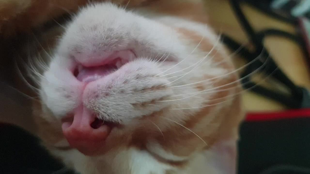 A cute cat is chewing in the air.2