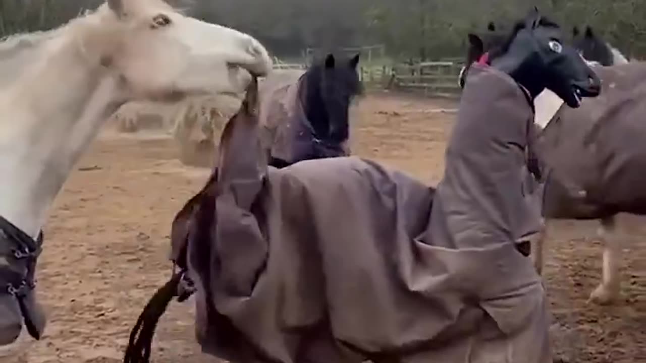 Fake horse trying to mingle with real horses