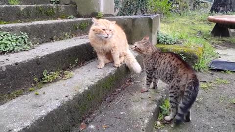 funny fighting cats in home......😼😼😼