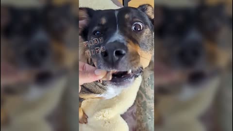 Dog catching treats