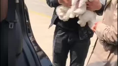 Cute baby dogs with seat belt.