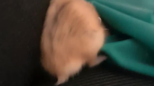 My Hamster Fighting Something...