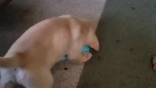 Lab Puppy Battles Slow Down Bowl