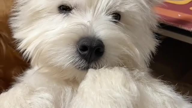 He must have been a beautiful dog