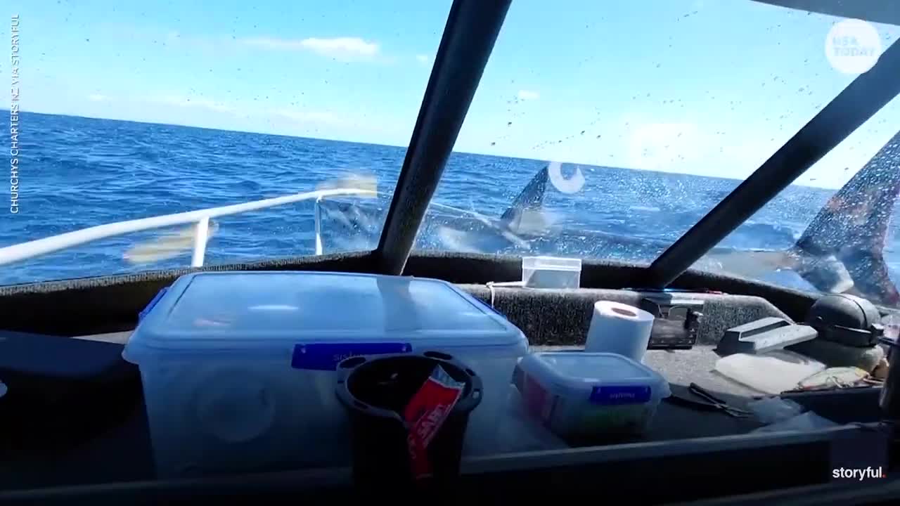 Massive shark flops into fishing boat in New Zealand shocking fishermen