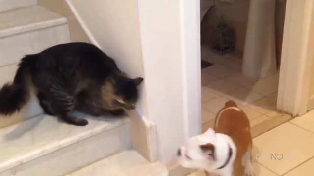 Cat and dog playing hide and seek but at the end cat beat the dog