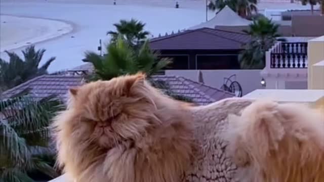 Persian Cat Funny Videos