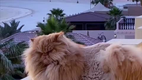 Persian Cat Funny Videos