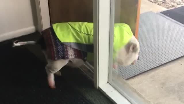 This door couldn’t stop Gavin the piggy!