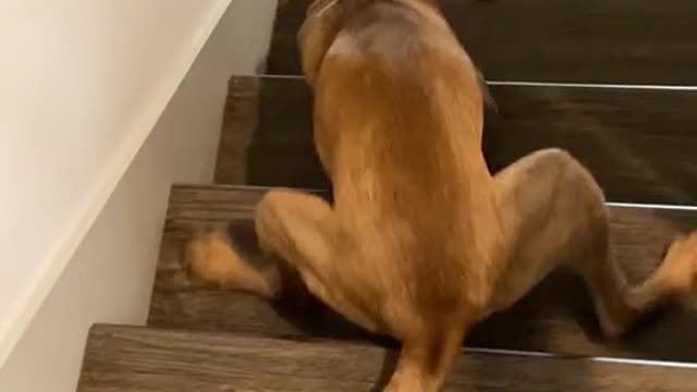 Dog finds it difficult to climb down stairs