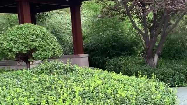 A small pavilion in the woods