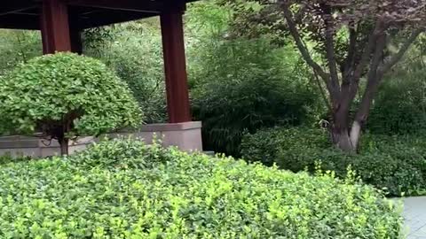 A small pavilion in the woods