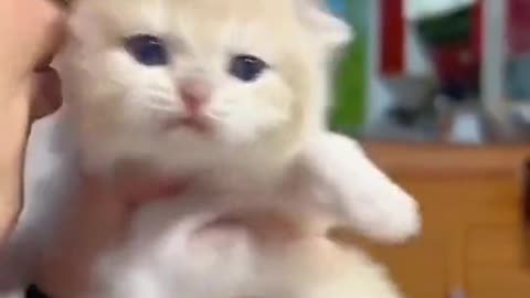 Funny animals vedios