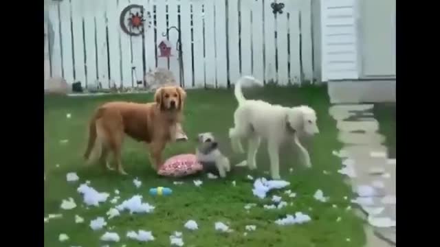 Funniest Animals Ever π»- Awesome Funny Animals' Life Videos - Funniest Pets -ππ’ππ¦ π½πΏπΌπ±ππ°ππΆπΌπ»π-πΈ