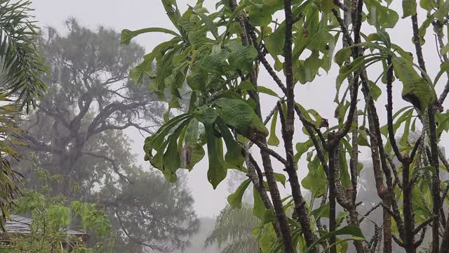 Rain in the forest