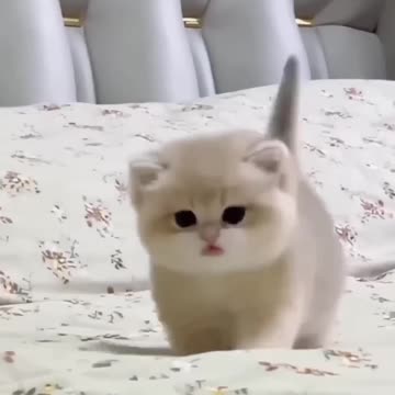 Pawsitively Adorable Cats You Can't Resist! 🐾