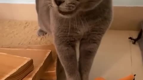 Cat meow not mine! #notmine #funny #cat #cat #cute #kitten #pets #meow #videos #shorts #dog