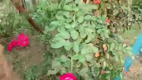 beautiful red flowers