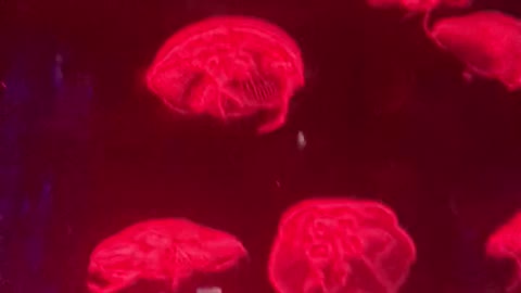 Jellyfish Room