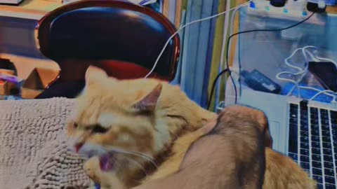 beautiful cat trending cat i love my cat