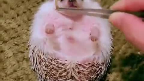 Feeding the hedgehog.