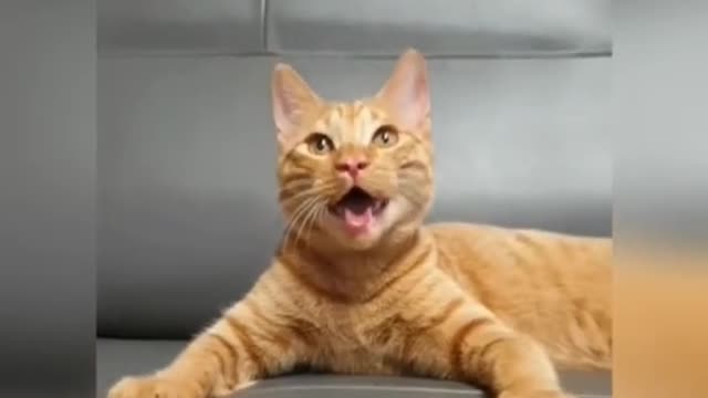 The cat forgot it was a catππ #cat #dog #pet #catsoftiktok #lovercat #foryou