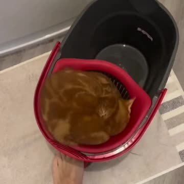 New toy for kitty 😂😂