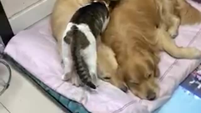 Cute Moment Cat With the dog