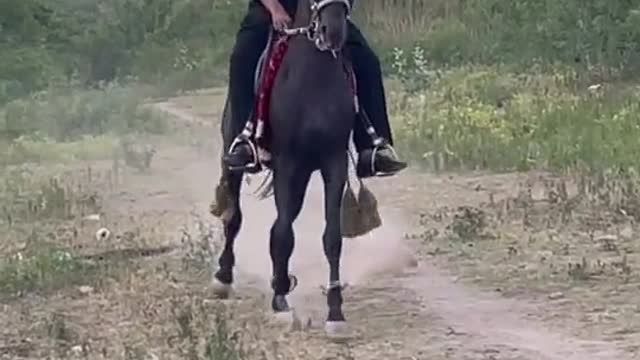 Cute Horse - enjoying on the grass with his owner