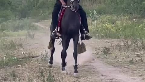 Cute Horse - enjoying on the grass with his owner