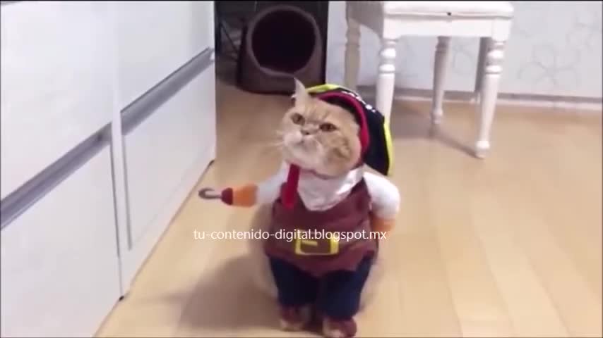 el gatito pirata