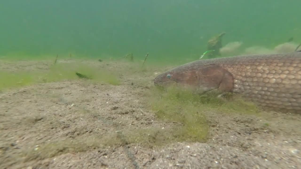 How To Fish Crankbaits and Types of Crankbaits - Underwater Fishing Lures & Crankbait Tips