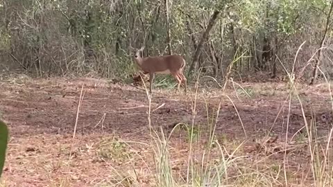 Goat Catches Hunter By Surprise