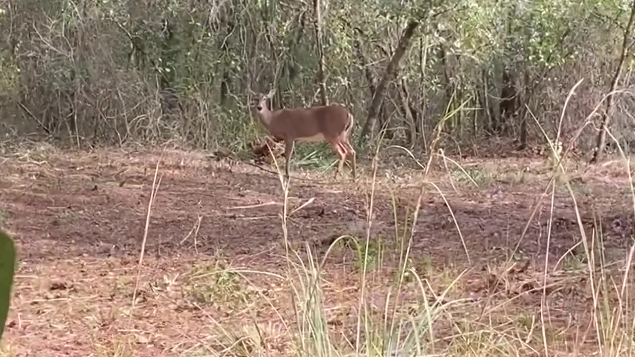 Goat Catches Hunter By Surprise