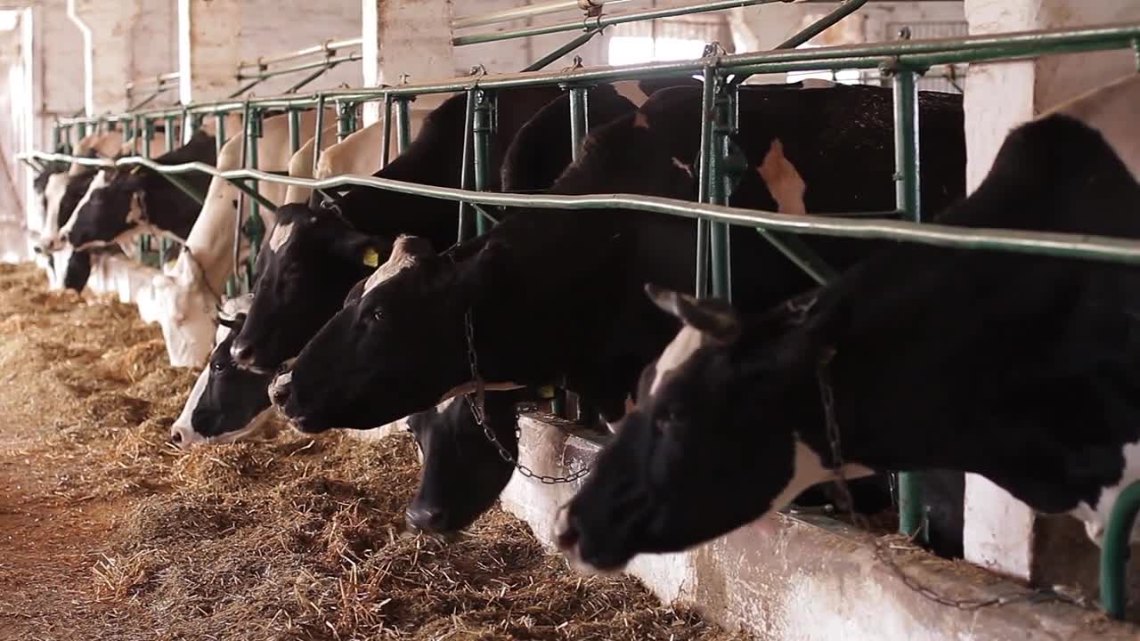 cow chewing hay on ranch