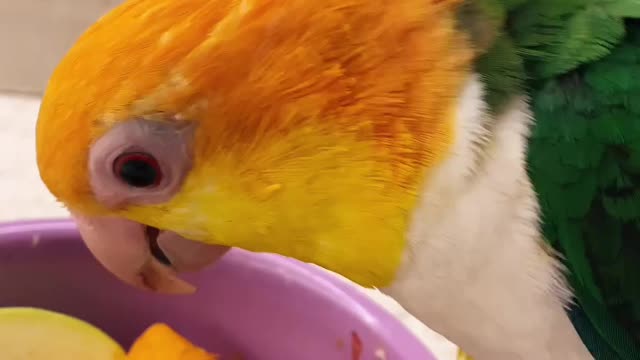 The most beautiful, brightest and smartest parrot in the world 🐦