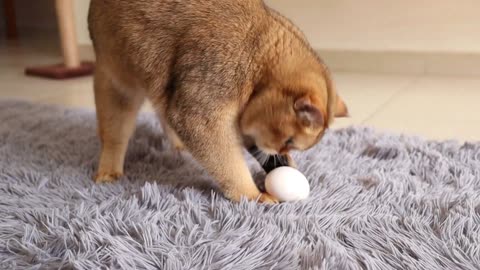 🐱Funny Cat 🙀😽😸 Playing With Egg