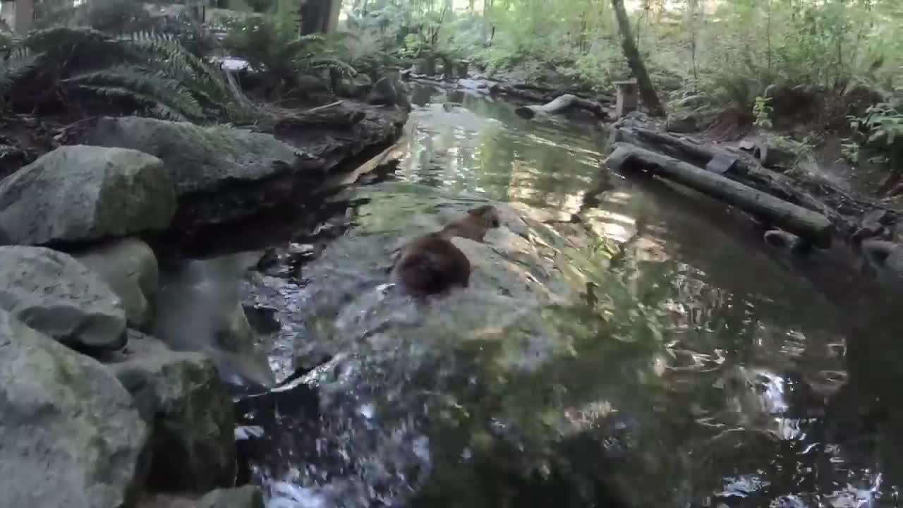 Beavers Maple And Filbert Collab On A Dam