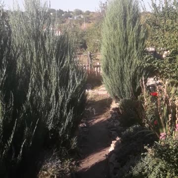 Shadows and sun in the garden