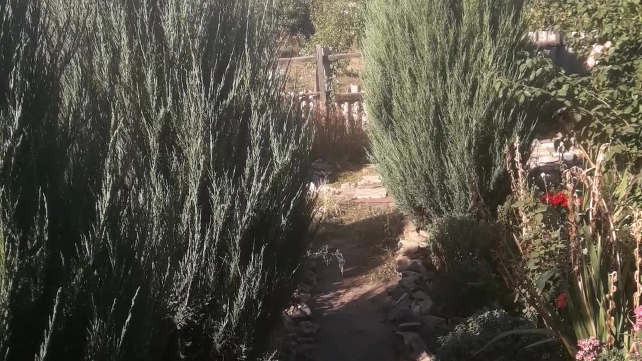 Shadows and sun in the garden