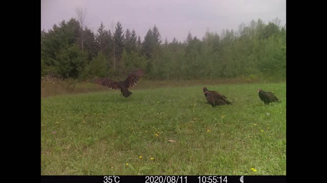 Recorded some vultures,raccoons, and two bears
